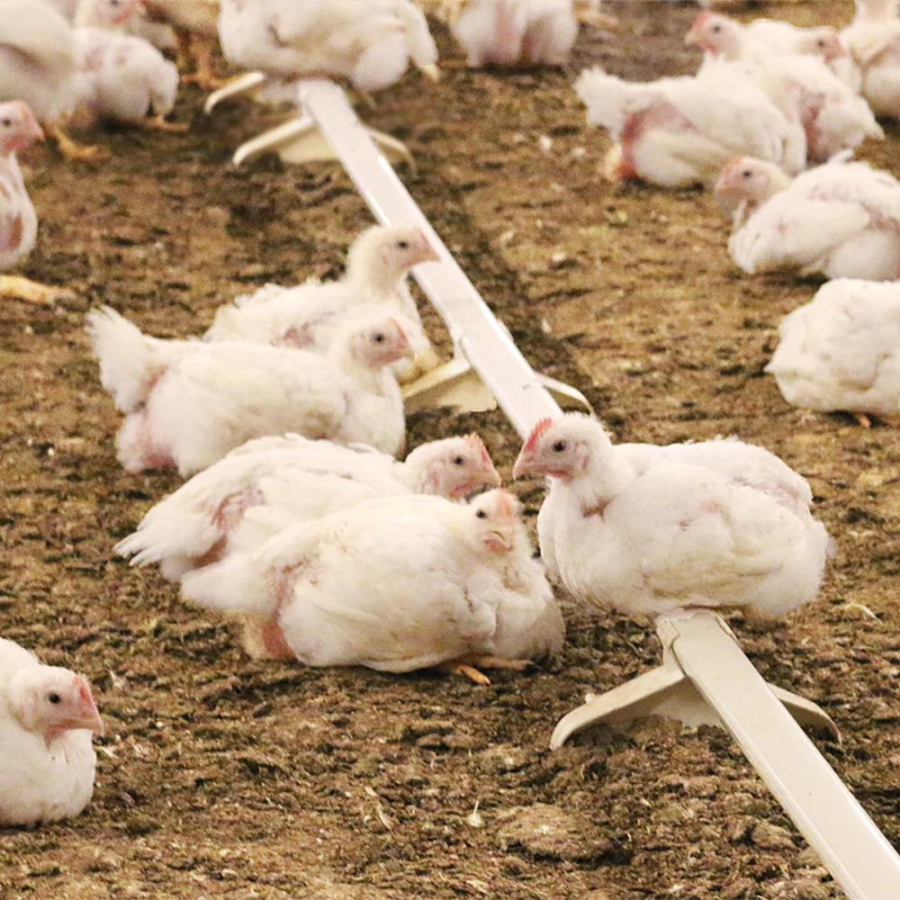 Equipamentos para Criação de Aves