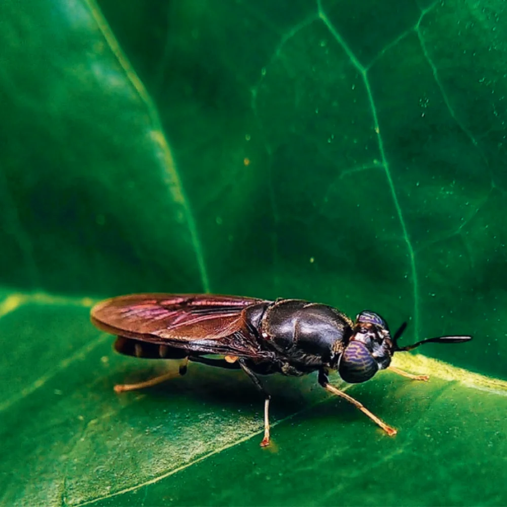 Insect Farming