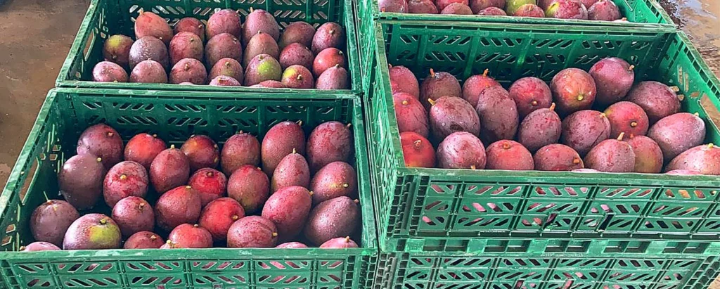 Grupo TrevoTech investe no agronegócio com a Fazenda do Gama